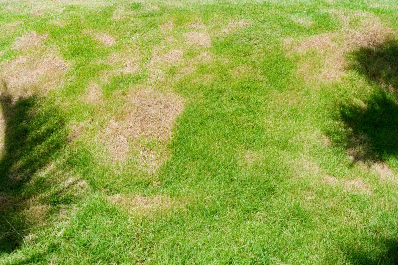 Grass Treatment in Honolulu, HI