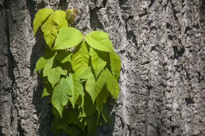 Poison Ivy Removal in Doylestown, PA