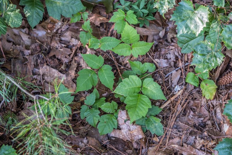Poison Ivy Removal in Pottstown, PA