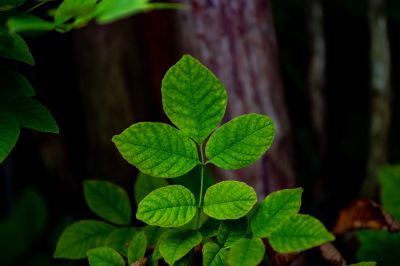 Poison Ivy Removal in Bel Air, MD