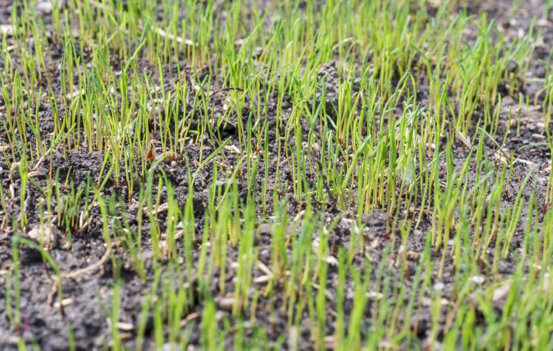 Grass Seeding Service in Honolulu, HI