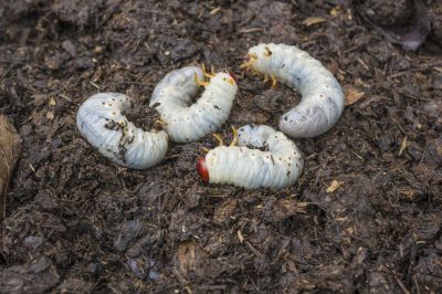 Grub Prevention in Honolulu, HI
