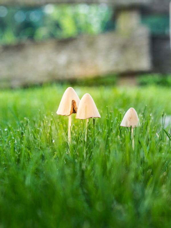 Lawn Fungus Treatment in Honolulu, HI