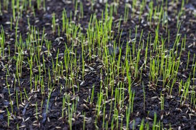 Lawn Seeding in Ventura County, CA