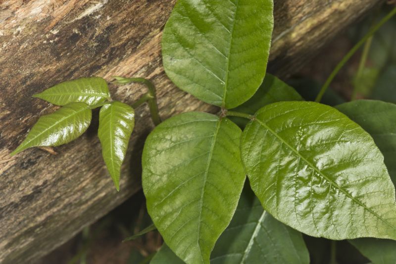 Poison Ivy Removal in Philadelphia, PA