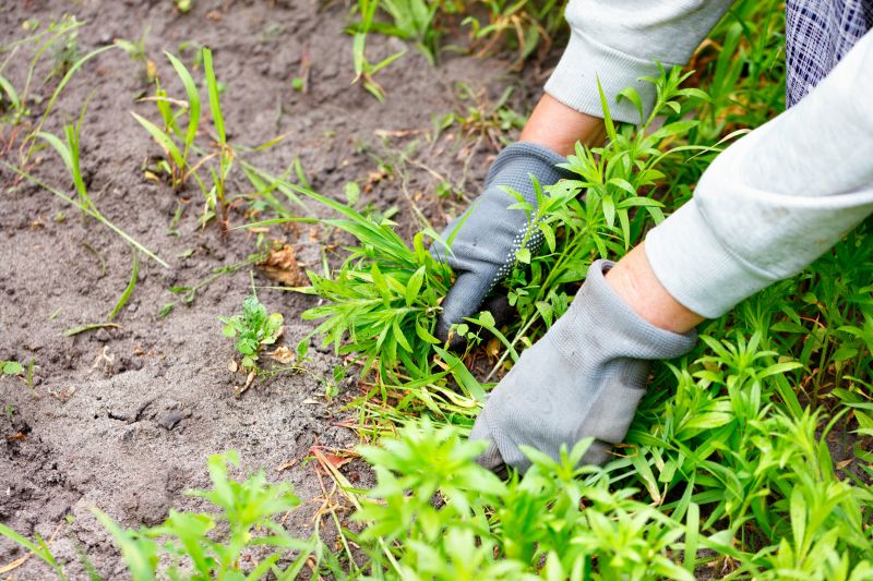 Poison Oak Removal in Bucks County, PA