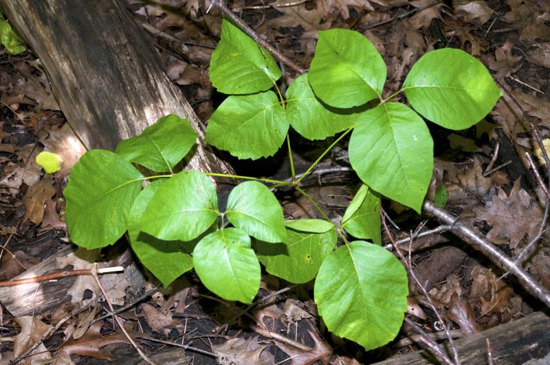 Poison Oak Removal in Bel Air, MD