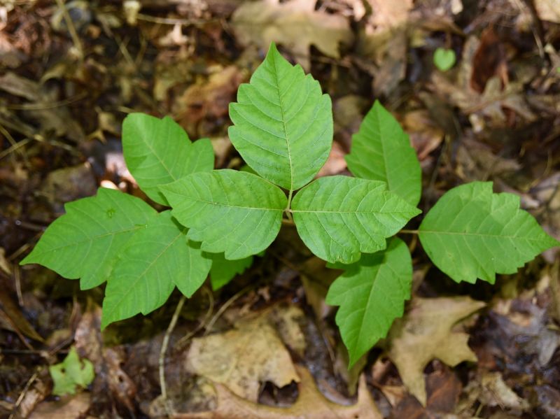 Poison Oak Removal in Philadelphia, PA