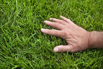 Lawn Care and Landscaping